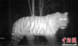 四虎视频在线,在线娱乐新潮流